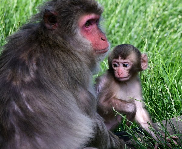 Mládě makaka v Zoo Olomouc.