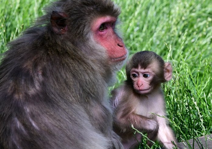 Mládě makaka v Zoo Olomouc.