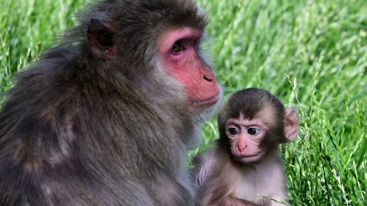 Mládě makaka v Zoo Olomouc.