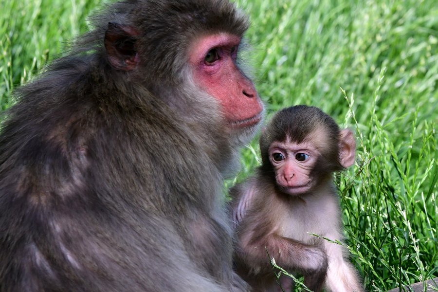 Mládě makaka v Zoo Olomouc.