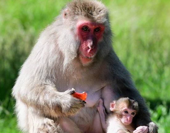 Mládě makaka v Zoo Olomouc.