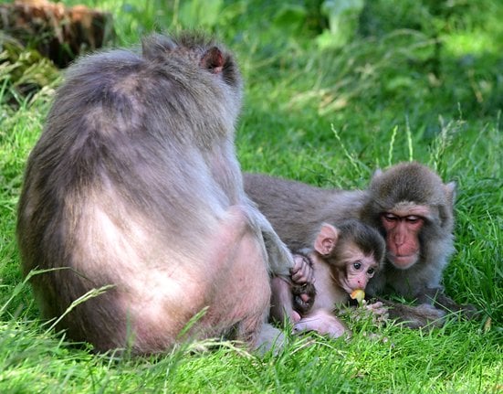 Mládě makaka v Zoo Olomouc.