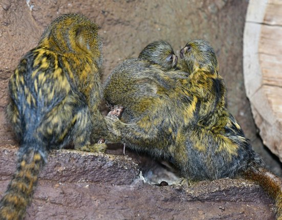 Kosmaní rodinka v Zoo Olomouc