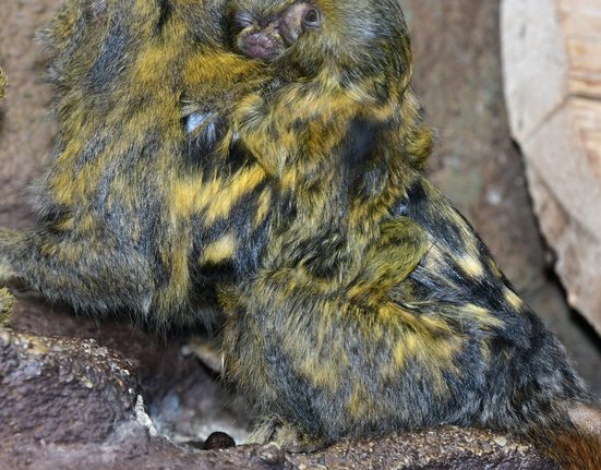 Kosmaní rodinka v Zoo Olomouc