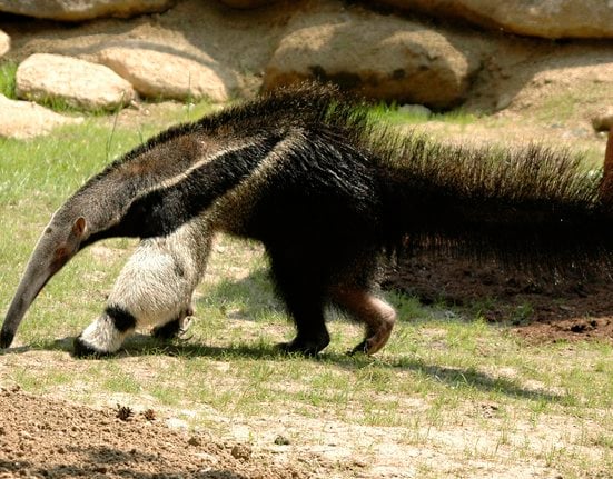 Mravenečník Sylvin v Zoo Olomouc