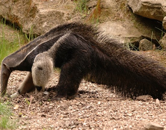 Mravenečník Sylvin v Zoo Olomouc