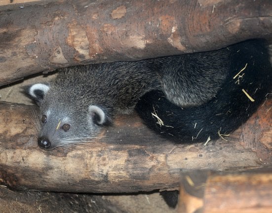 binturong