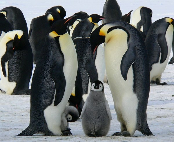 emperor-penguins-429128_1280