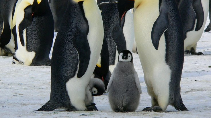 emperor-penguins-429128_1280
