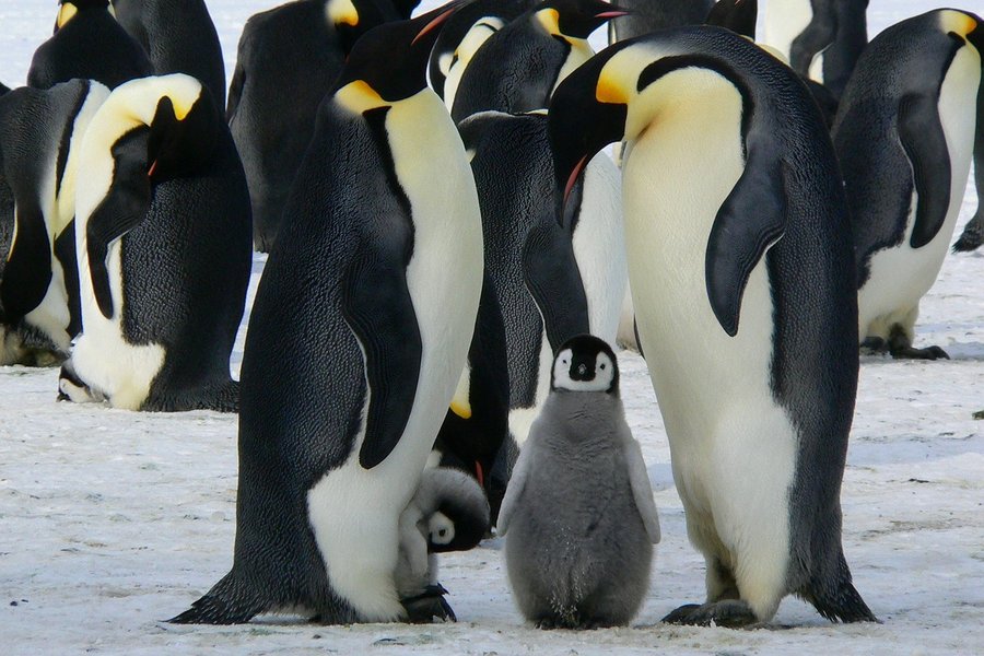 emperor-penguins-429128_1280