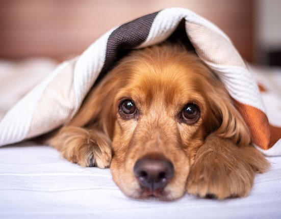 english-cocker-spaniel-5937757_1280