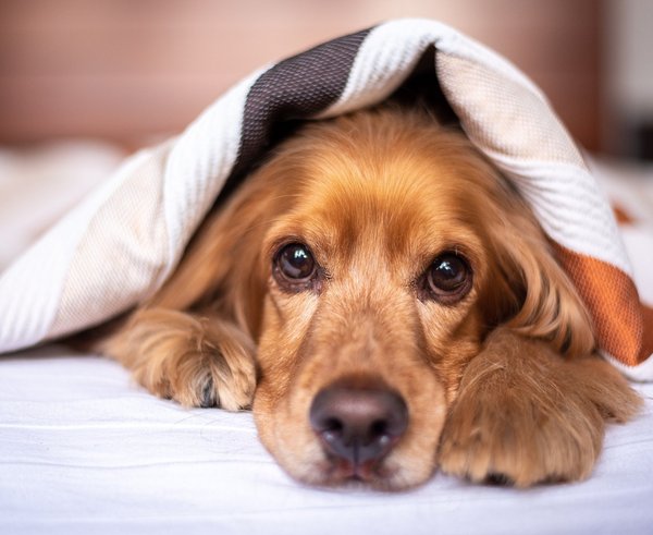 english-cocker-spaniel-5937757_1280