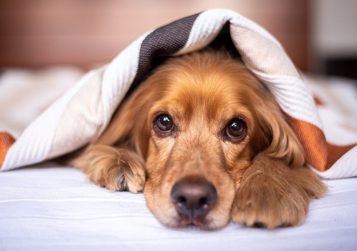 english-cocker-spaniel-5937757_1280