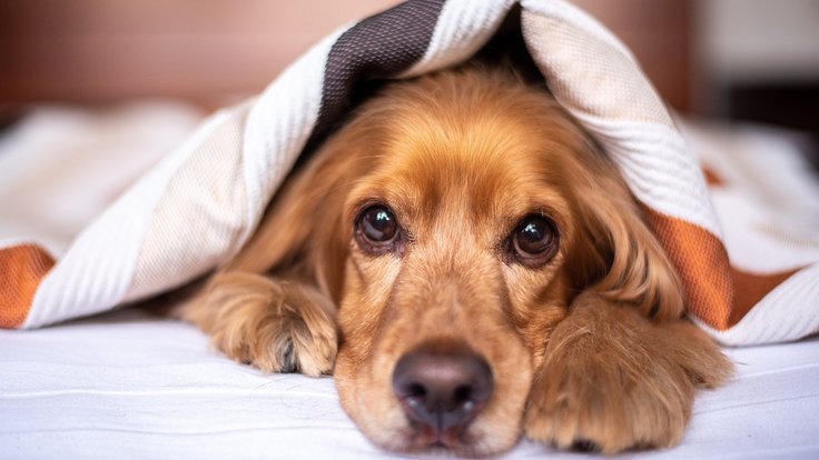 english-cocker-spaniel-5937757_1280