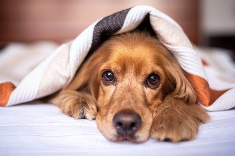 english-cocker-spaniel-5937757_1280
