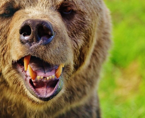 european_brown_bear_wild_animal_bear_dangerous_animal_world_fur_nature_animal-554721