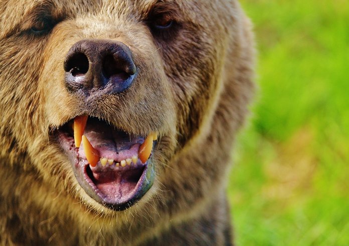 european_brown_bear_wild_animal_bear_dangerous_animal_world_fur_nature_animal-554721