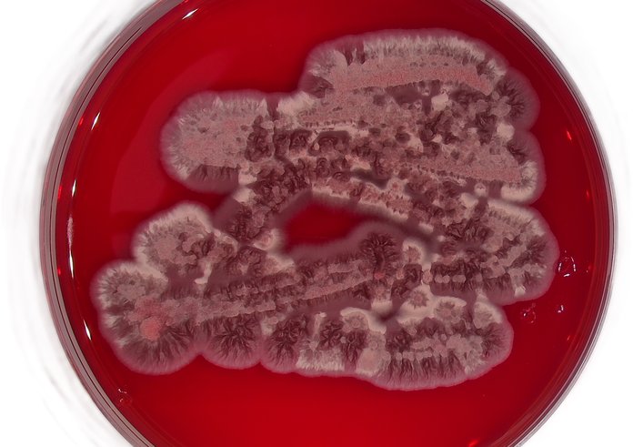 Houba Exobasidium v kultuře roste jako kvasinka produkující výrazně červené pigmenty – gunaciny.