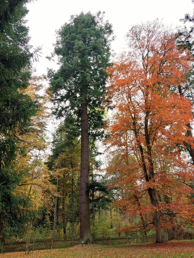 jedle obrovská