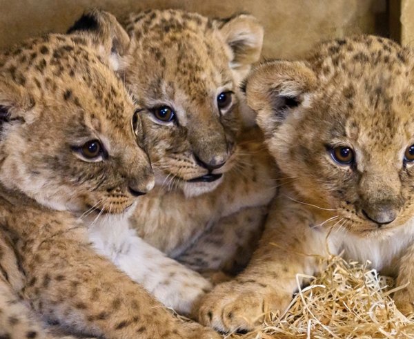 Trojice lvíčat ze Zoo Zlín