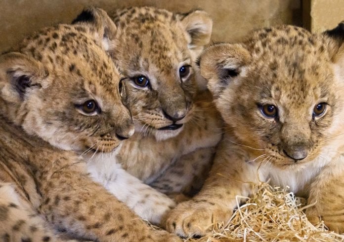 Trojice lvíčat ze Zoo Zlín