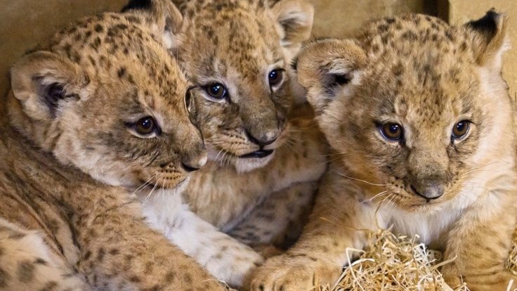 Trojice lvíčat ze Zoo Zlín