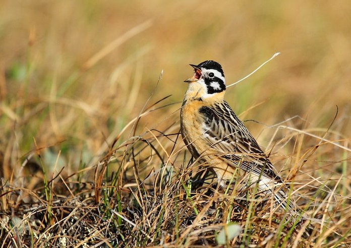 Strnad černovousý byl znám jako McCownův longspur. Jméno odkazovalo na generála Konfederace, tak ho ornitologové přejmenovali.