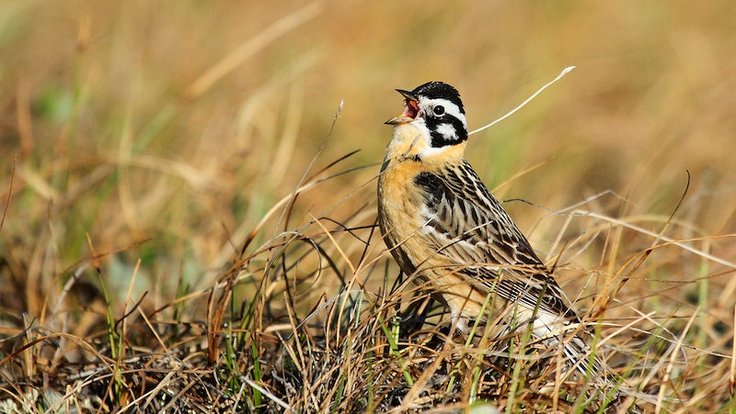 Strnad černovousý byl znám jako McCownův longspur. Jméno odkazovalo na generála Konfederace, tak ho ornitologové přejmenovali.