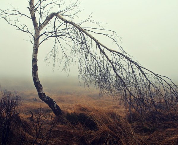 fog_moor_moorland_birch_tree_mood_autumn_nature-797126