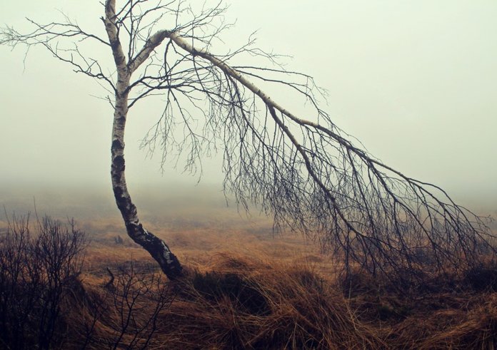 fog_moor_moorland_birch_tree_mood_autumn_nature-797126