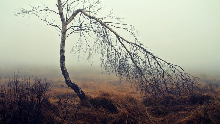 fog_moor_moorland_birch_tree_mood_autumn_nature-797126