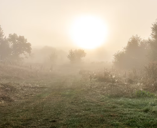 foggy-autumn-landscape-with-silhouettes-trees-sun-blurred-sky_169016-14232