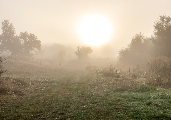 foggy-autumn-landscape-with-silhouettes-trees-sun-blurred-sky_169016-14232