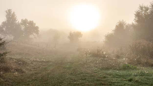 foggy-autumn-landscape-with-silhouettes-trees-sun-blurred-sky_169016-14232