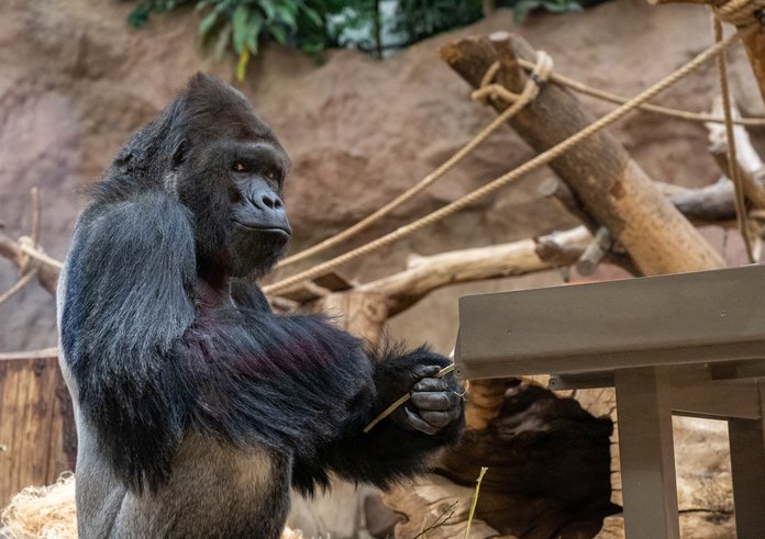 Richard sídlící v Centru Méfou, tedy ve starém pavilonu goril v dolní části zoo, je bezesporu jedním z nejslavnějších obyvatel Zoo Praha. Jeho stopa v historii zdejšího chovu je nesmazatelná zejména díky otcovství všech dosud narozených mláďat.