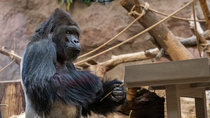 Richard sídlící v Centru Méfou, tedy ve starém pavilonu goril v dolní části zoo, je bezesporu jedním z nejslavnějších obyvatel Zoo Praha. Jeho stopa v historii zdejšího chovu je nesmazatelná zejména díky otcovství všech dosud narozených mláďat.