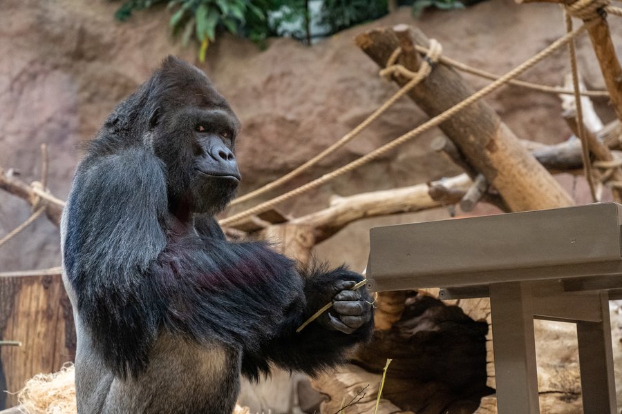 Richard sídlící v Centru Méfou, tedy ve starém pavilonu goril v dolní části zoo, je bezesporu jedním z nejslavnějších obyvatel Zoo Praha. Jeho stopa v historii zdejšího chovu je nesmazatelná zejména díky otcovství všech dosud narozených mláďat.