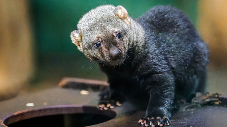 Mládě brazilské kuny v Zoo Praha