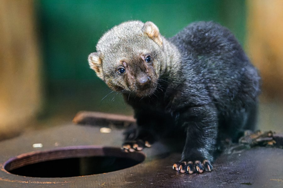 Mládě brazilské kuny v Zoo Praha