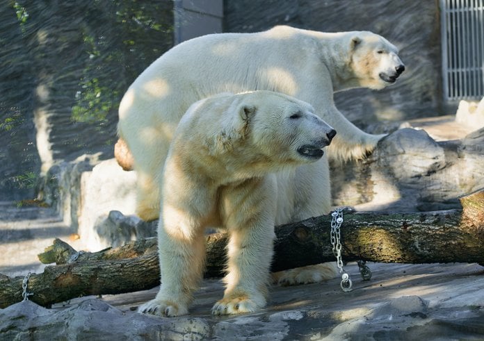 Noví lední medvědi v Zoo Praha.