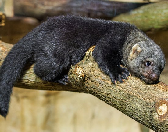 Mládě brazilské kuny v Zoo Praha