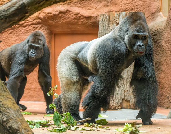 otevření nového gorilího pavilonu v Zoo Praha