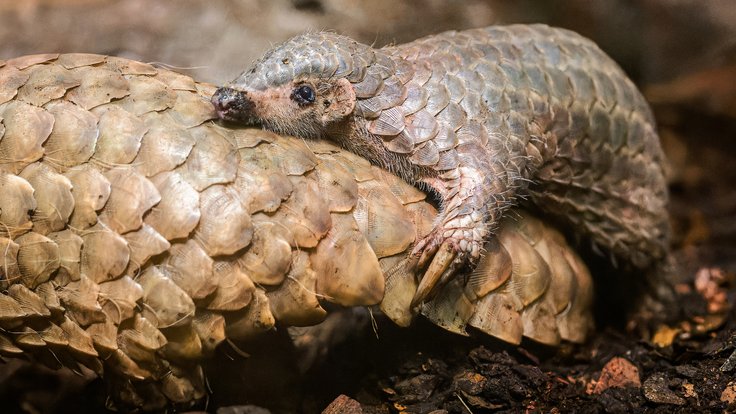 Mládě luskouna jménem Šiška ze Zoo Praha.