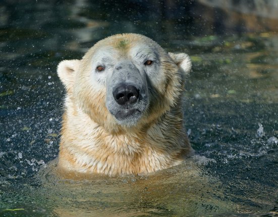 Noví lední medvědi v Zoo Praha.