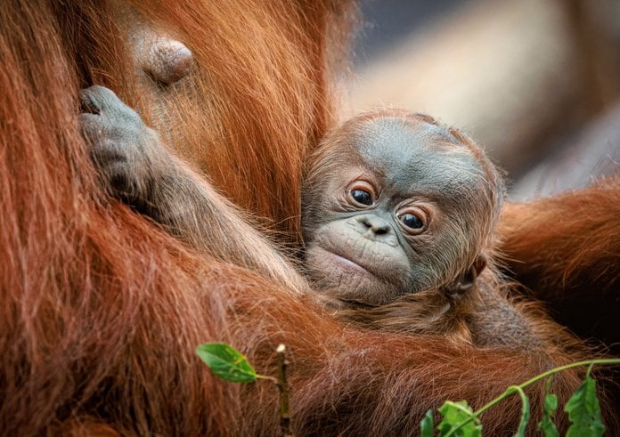 Mládě orangutana narozené 2. května je sameček.