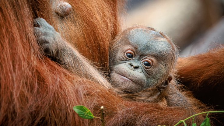 Mládě orangutana narozené 2. května je sameček.