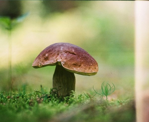 free-photo-of-houby-rust-porcini-muchomurka