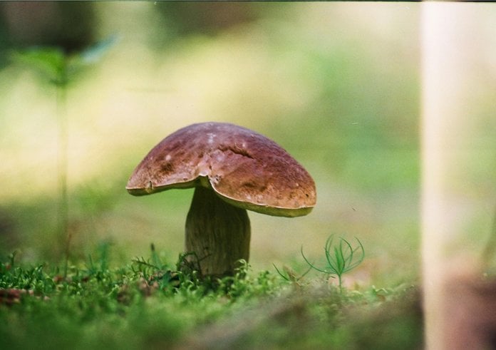 free-photo-of-houby-rust-porcini-muchomurka