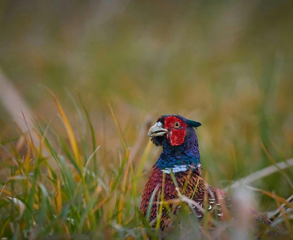 free-photo-of-priroda-ptak-trava-fotografovani-zvirat