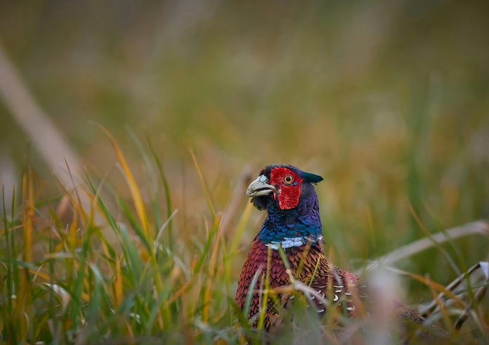 free-photo-of-priroda-ptak-trava-fotografovani-zvirat